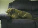 crazy dog