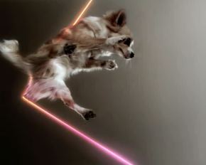 Birds (or when dogs fly)