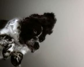 Birds (or when dogs fly)