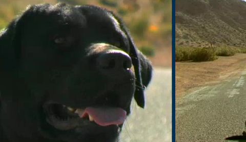 bobdog.jpg