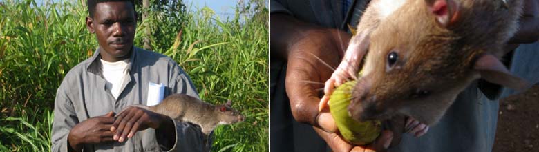 Frontline: Tanzania - HERO RATS